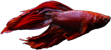 Betta splendens